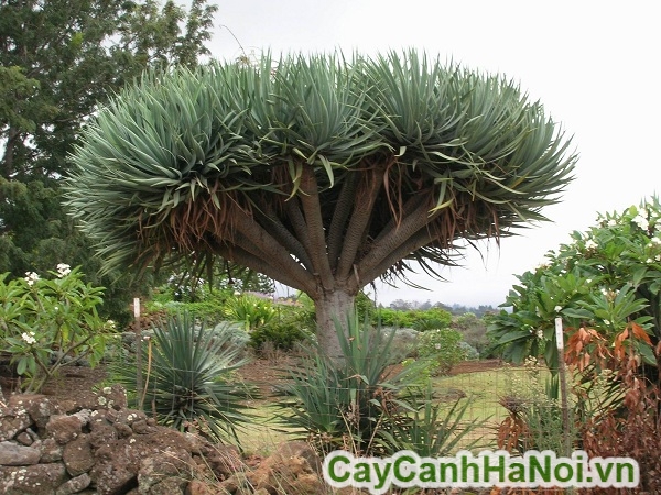 Cây phát tài núi trồng làm cảnh