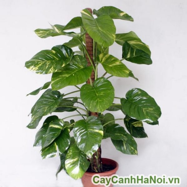 Cây vạn niên thanh leo cột thuộc dạng thân leo và tua rễ bám khá chắc vào cột