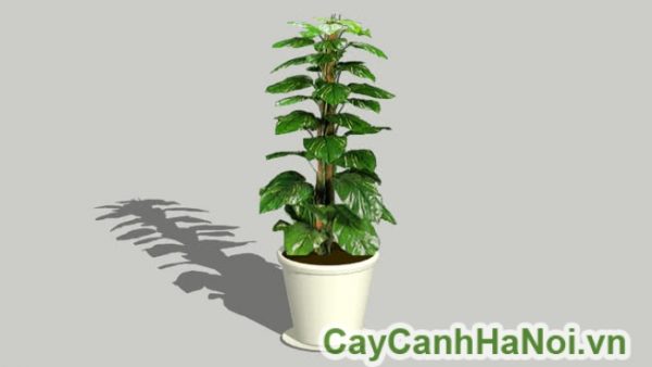 Cây vạn niên thanh leo cột có tên khoa học là Eipremnum aureum