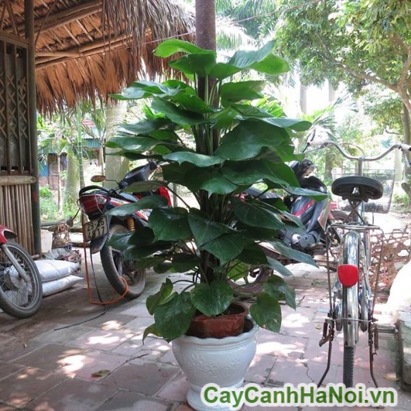 Cây vạn niên thanh leo cột tượng trưng cho sự phát triển bền vững và cát tường thịnh vượng