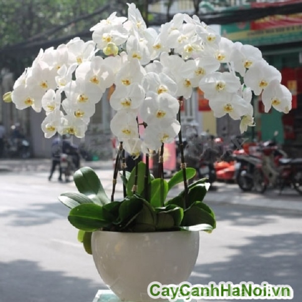 Hoa lan hồ điệp trắng