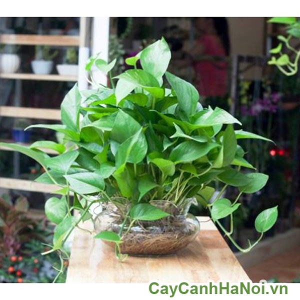 Cây trầu bà thân tròn mập mang nhiều rễ khí sinh