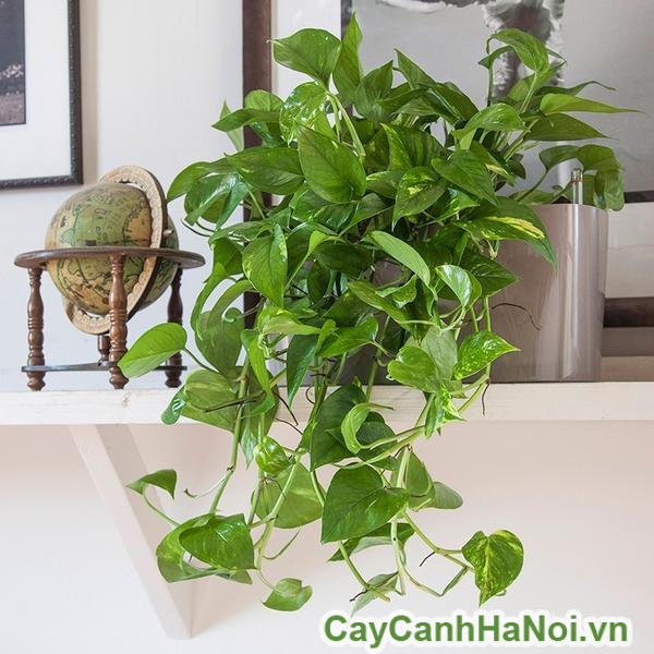 Cây trầu bà là loại cây thân thảo leo