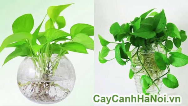 Lá trầu bà đơn, thuôn dài ở đỉnh, tim ở gốc