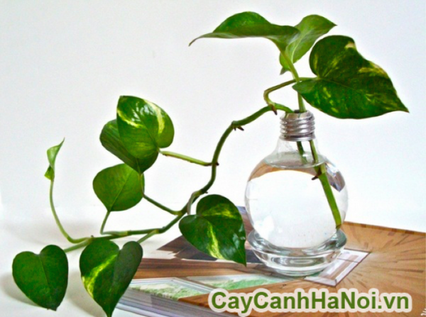 Tốc độ sinh trưởng của cây trầu bà khá nhanh