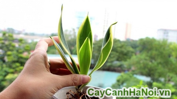 Cây lưỡi hổ