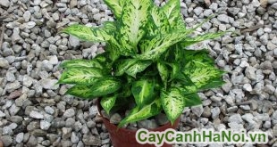 Cây vạn niên thanh với tên gọi khoa học là Dieffenbachia cultivar