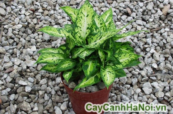 Cây vạn niên thanh với tên gọi khoa học là Dieffenbachia cultivar